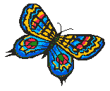 butterfly picture 2